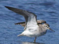 Lesser Yellowlegs