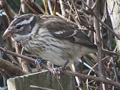 Rose breasted Grosbeak