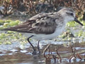 Semipalmated Sandpiper