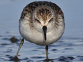 Semipalmated Sandpiper