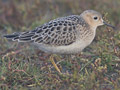 Buff breasted Sandpiper