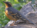 Varied Thrush