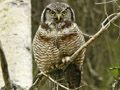 Northern Hawk Owl