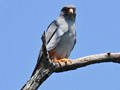 Red footed Falcon